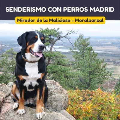 Senderismo con perros por Moralzarzal