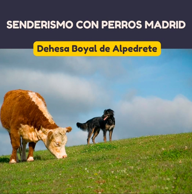 Senderismo suave con perros por Dehesa Boyal de Alpedrete