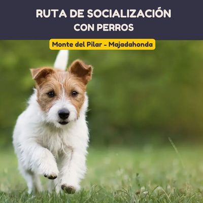 Senderismo con Perros: Monte del Pilar – Majadahonda