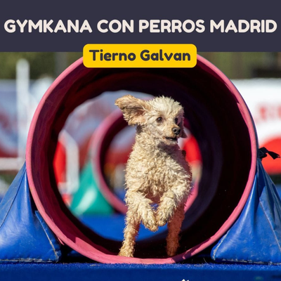 Eventos Guau: gymkana con perros en Madrid