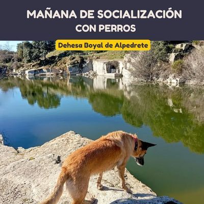 Senderismo con perros: Dehesa Boyal y canteras de Alpedrete