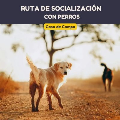 Senderismo con perros por Casa de Campo