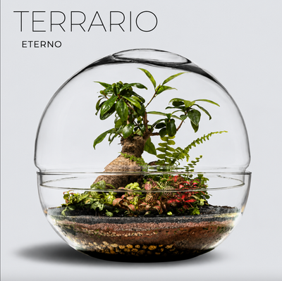 Crea tu propio terrario eterno con plantas subtropicales