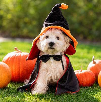 Escape room canino especial Halloween